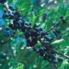 Berry Girl New Mexico Privet -Garden Wonders 52550a forestiera neomexicana 1