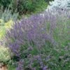 Grosso French Lavender -Garden Wonders 63152 lav grosso 07