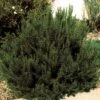 Arp Rosemary 2 Arp Rosemary -Garden Wonders 82672 rosemary arp