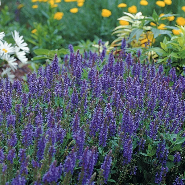 Blue Hill Salvia 4 Blue Hill Salvia - Image 2