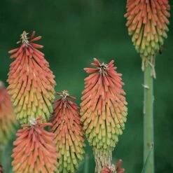 Fire Dance Red Hot Poker 9 Fire Dance Red Hot Poker -Garden Wonders 96488 kniphofia hirsuta fire dance