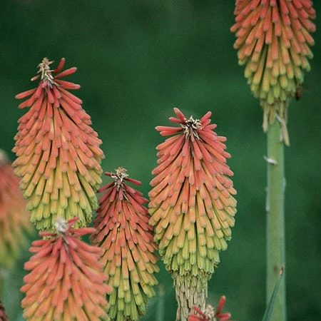 Fire Dance Red Hot Poker 5 Fire Dance Red Hot Poker - Image 3