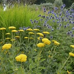 Coronation Gold Yarrow -Garden Wonders achillea coronation gold yarrow globe thistle garden