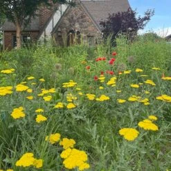 Moonshine Yarrow -Garden Wonders achillea moonshine yarrow 3