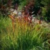 Rain Dance Big Bluestem Grass -Garden Wonders adropogon gerardii rain dance 1