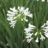 White Lily Of The Nile (Agapanthus) 2 White Lily Of The Nile (Agapanthus) -Garden Wonders agapanthus cold hardy white close up