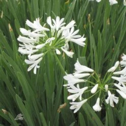 White Lily Of The Nile (Agapanthus)