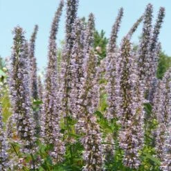 Blue Fortune Agastache -Garden Wonders agasatche blue fortune blue garden 1