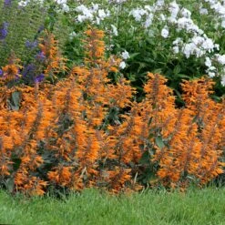 Apricot Sprite Agastache -Garden Wonders agastache agastache apricot sprite walters gardens cropped