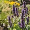 Black Adder Agastache -Garden Wonders agastache black adder 1