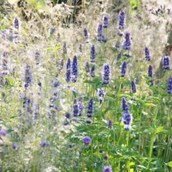 Black Adder Agastache -Garden Wonders agastache black adder 2