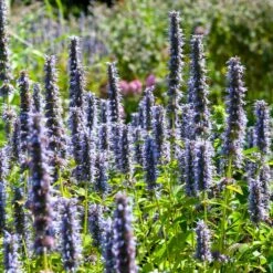 Black Adder Agastache -Garden Wonders agastache black adder 3