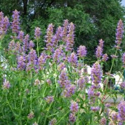 Blue Blazes Agastache -Garden Wonders agastache blue blazes 1