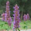 Blue Blazes Agastache 2 Blue Blazes Agastache -Garden Wonders agastache blue blazes 2