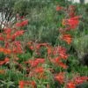 Coronado® Red Agastache 2 Coronado® Red Agastache -Garden Wonders agastache coronado red by david salman 1