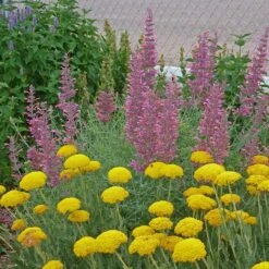 Desert Solstice Agastache -Garden Wonders agastache desert solstice achillea gold plate