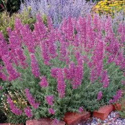 Desert Solstice Agastache -Garden Wonders agastache desert solstice bush