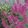 Desert Solstice Agastache -Garden Wonders agastache desert solstice flowers