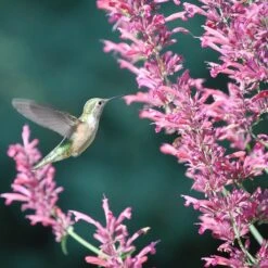 Desert Solstice Agastache -Garden Wonders agastache desert solstice hummingbird