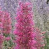 Desert Sunrise® Agastache 2 Desert Sunrise® Agastache -Garden Wonders agastache dwf desert sunrise close up 2