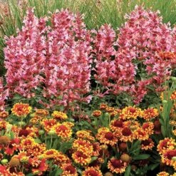 Kudos™ Ambrosia Agastache 5 Kudos™ Ambrosia Agastache -Garden Wonders agastache kudos ambrosia terra nova cropped 1 1