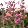Kudos™ Ambrosia Agastache -Garden Wonders agastache kudos ambrosia terra nova cropped closeup 2
