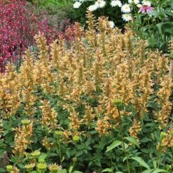 Kudos™ Gold Agastache -Garden Wonders agastache kudos gold terra nova cropped 1