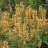 Kudos™ Gold Agastache -Garden Wonders agastache kudos gold terra nova cropped 2 2