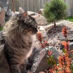 Kudos™ Mandarin Agastache -Garden Wonders agastache kudos mandarin 2