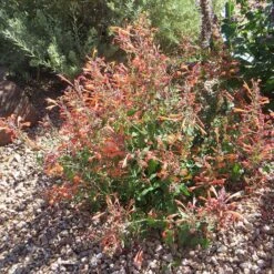 Kudos™ Mandarin Agastache -Garden Wonders agastache kudos mandarin 3