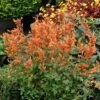Kudos™ Mandarin Agastache -Garden Wonders agastache kudos mandarin terra nova nurseries cropped 3