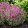 Rosie Posie Agastache -Garden Wonders agastache rosie posie 1