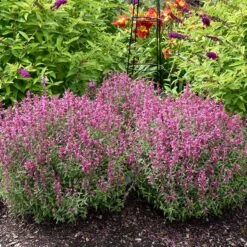 Rosie Posie Agastache -Garden Wonders agastache rosie posie 2