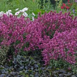Rosie Posie Agastache -Garden Wonders agastache rosie posie 3