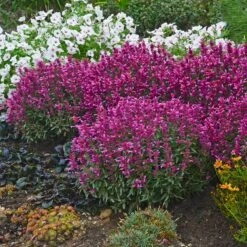 Rosie Posie Agastache -Garden Wonders agastache rosie posie 4