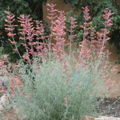 Agastache Rupestris -Garden Wonders agastache rupestris 11825 3