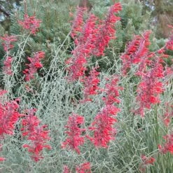 Glowing Embers® Agastache 5 Glowing Embers® Agastache -Garden Wonders agastache rupestris glowing embers flowers blooming