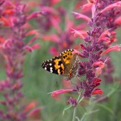 Agastache Rupestris -Garden Wonders agastache rupestris pollinators