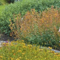 Apricot Sprite Agastache -Garden Wonders agastache agastache apricot sprite walters gardens 1 cropped 1 1