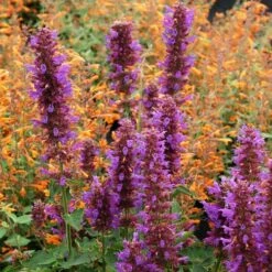 Blue Boa Agastache -Garden Wonders agastache blue boa 1b 1 with apricot sprite 2