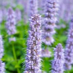 Blue Fortune Agastache -Garden Wonders agastache blue fortune shutterstock 456670450 1