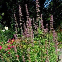 Agastache Neomexicana -Garden Wonders agastache neomexicana in the garden