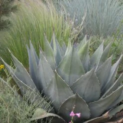 Havard's Century Plant (Agave) 7 Havard's Century Plant (Agave) -Garden Wonders agave havardiana hbl1v51 2