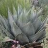 Havard's Century Plant (Agave) 1 Havard's Century Plant (Agave) -Garden Wonders agave havardiana 2 web 2