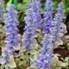 Silver Queen Ajuga -Garden Wonders ajuga silver queen 1