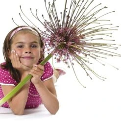 Schubert's Allium -Garden Wonders allium schubertii kid cropped