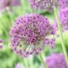 Violet Beauty Allium -Garden Wonders allium violet beaut 3 cropped