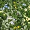 Alternative Lawn Wildflower Seed Mix -Garden Wonders alternative lawn wildflower seed mix 6 1