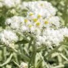 New Snow Pearly Everlasting (Anaphalis) -Garden Wonders anaphalis margaritacea new snow close up