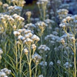 New Snow Pearly Everlasting (Anaphalis) -Garden Wonders anaphalis margaritacea new snow white